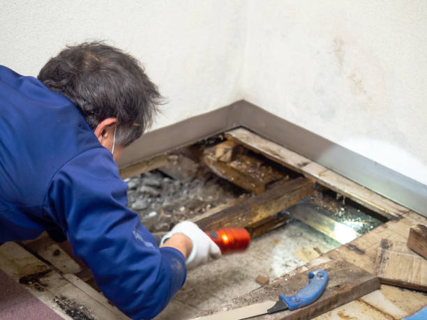 Attic Mold Removal in Maitland, FL
