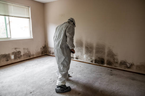 Professional Mold Removal in Maitland, FL