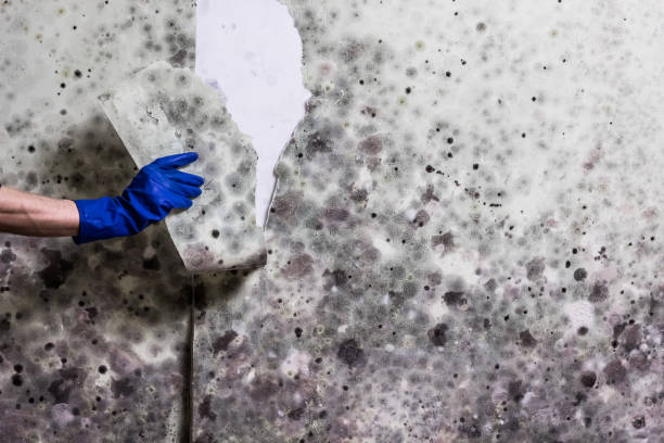 Best Commercial Mold Removal  in Maitland, FL