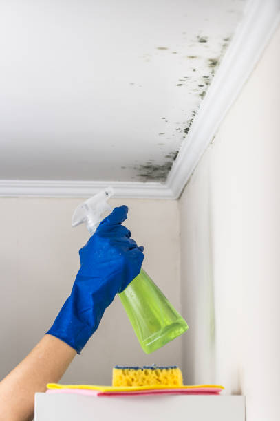 Mold Testing and Removal in Maitland, FL